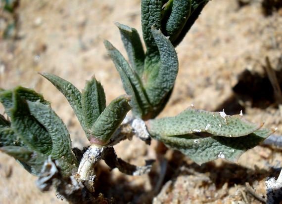 Ruschia calcarea leaves