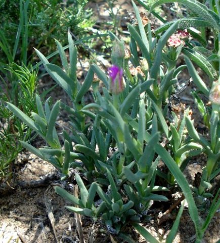 Ruschia calcarea