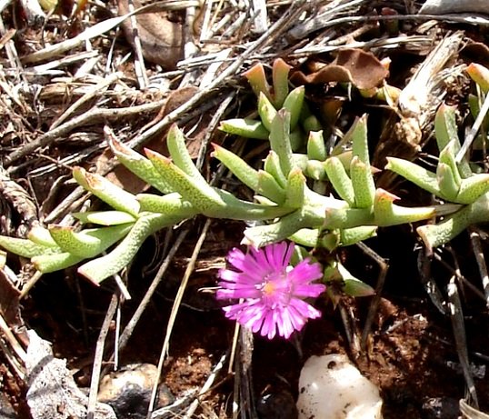 Ruschia griquensis, the Griqua hook fig