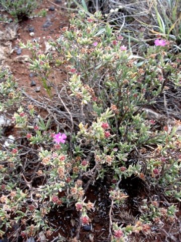Ruschia griquensis sprawling plant
