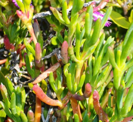 Ruschia macowanii leaves