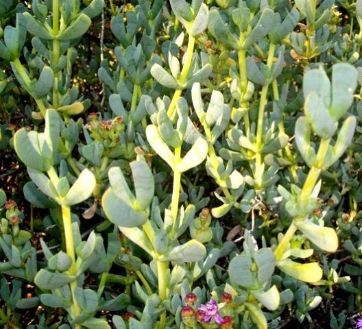 Ruschia maxima stems