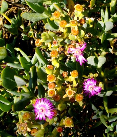 Ruschia maxima in fruit