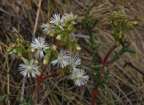 Ruschia multiflora