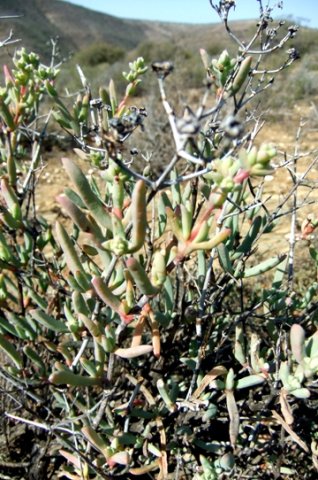Ruschia pungens