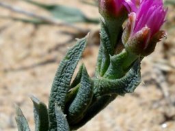 Ruschia calcarea flowers