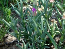 Ruschia calcarea