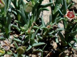 Ruschia calcarea buds and fruit