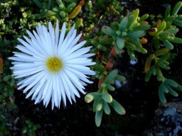 Ruschia goodiae