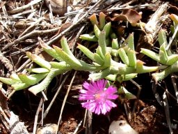 Ruschia griquensis, the Griqua hook fig
