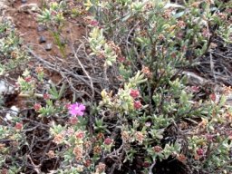 Ruschia griquensis sprawling plant