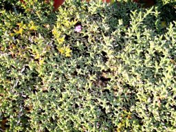 Ruschia inconspicua