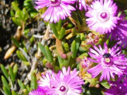 Ruschia macowanii