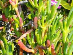 Ruschia macowanii leaves