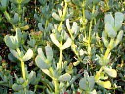 Ruschia maxima stems