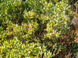 Ruschia maxima