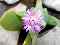 Ruschia maxima flower
