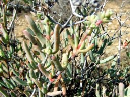 Ruschia pungens