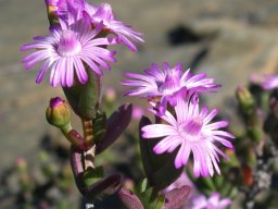 Ruschia virgata