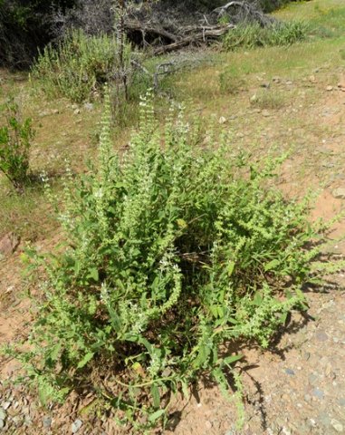 Salvia disermas spreading plant