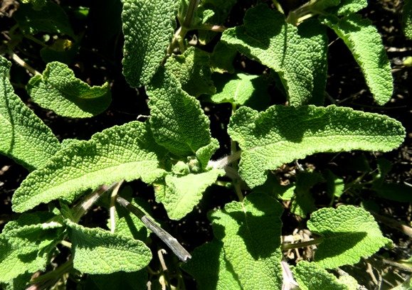 Salvia disermas leaves