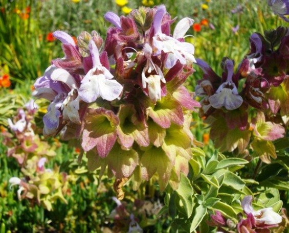 Salvia dolomitica flowers