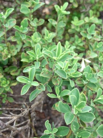 Salvia muirii