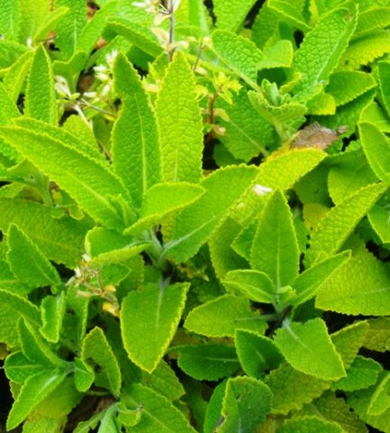 Salvia repens, the kruipsalie