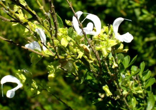 Salvia chamelaeagnea