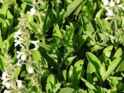 Salvia