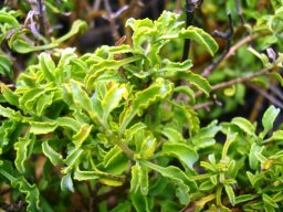 Salvia dentata 