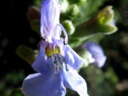 Salvia dentata grabbing the imagination