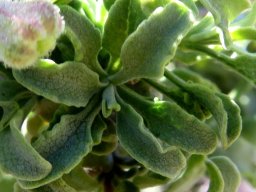 Salvia dentata leaf surfaces