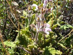 Salvia disermas leaves