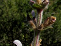 Salvia disermas buds