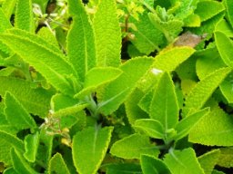 Salvia repens, the kruipsalie