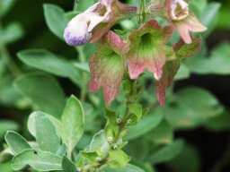 Salvia dolomitica