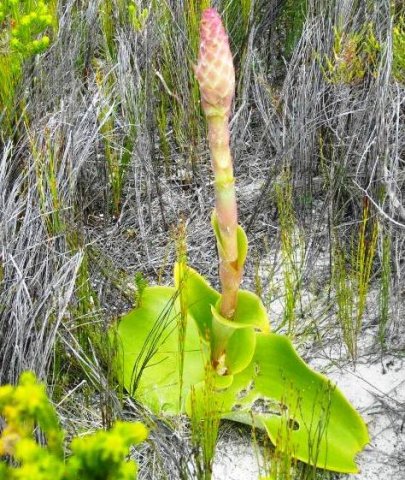 Satyrium carneum budding in September