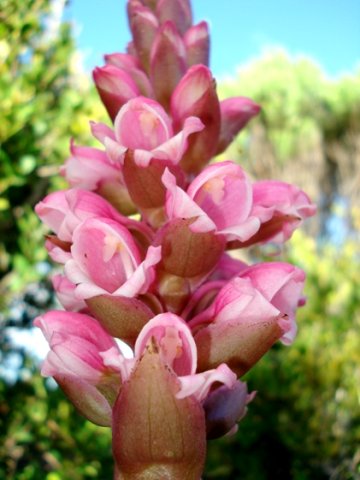 Satyrium carneum bracts