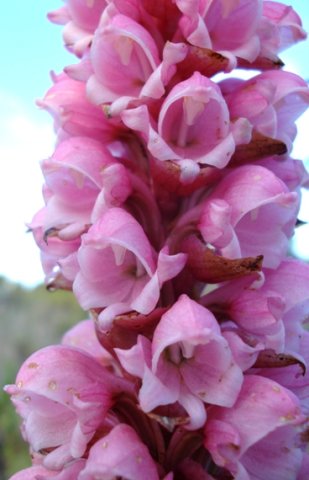Satyrium carneum flowers