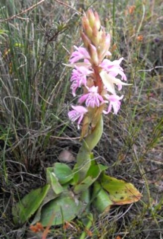Satyrium erectum