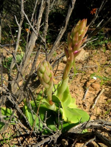 Satyrium erectum anthesis approaching