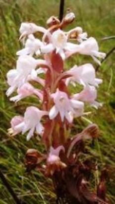 Satyrium hallackii subsp. ocellatum