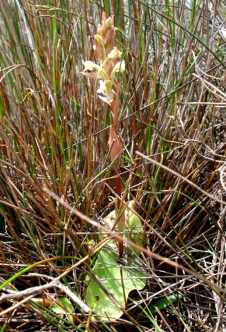 Satyrium humile leaves