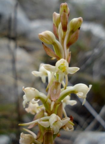 Satyrium humile spurs prominent