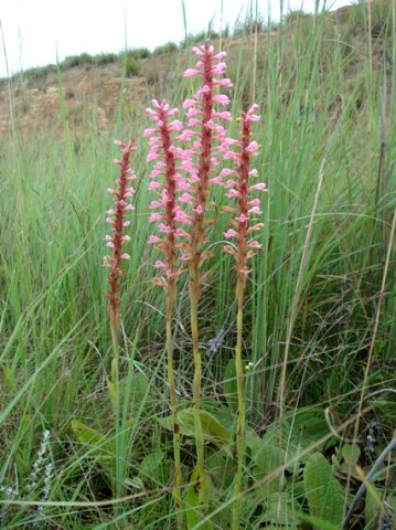 Satyrium macrophyllum