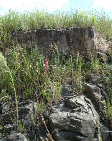 Satyrium macrophyllum habitat