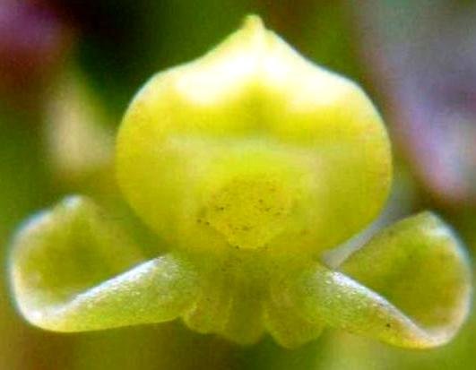 Satyrium parviflorum flower