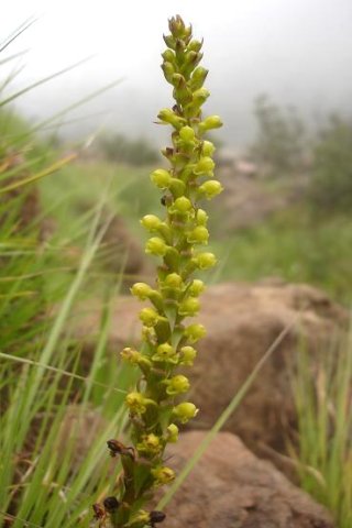 Satyrium parviflorum