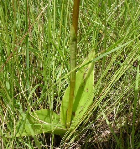 Satyrium parviflorum leaves